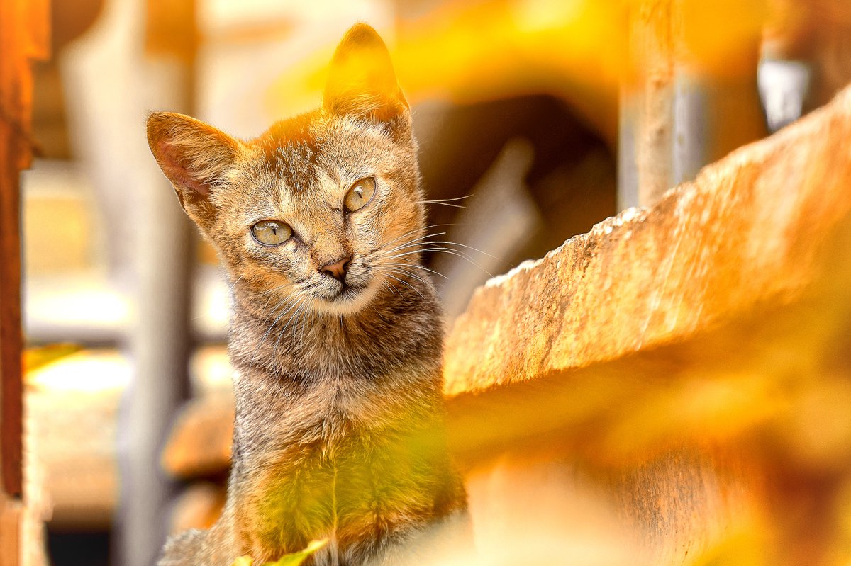 We are already halfway through May! Happy #FelineFriday! 
We want to know if there are any cats out there that enjoy May in particular! Is May your cats birthday month? Did you get your cat in May? Or is your cat called May?! May we see your cat photos - post below! 😸