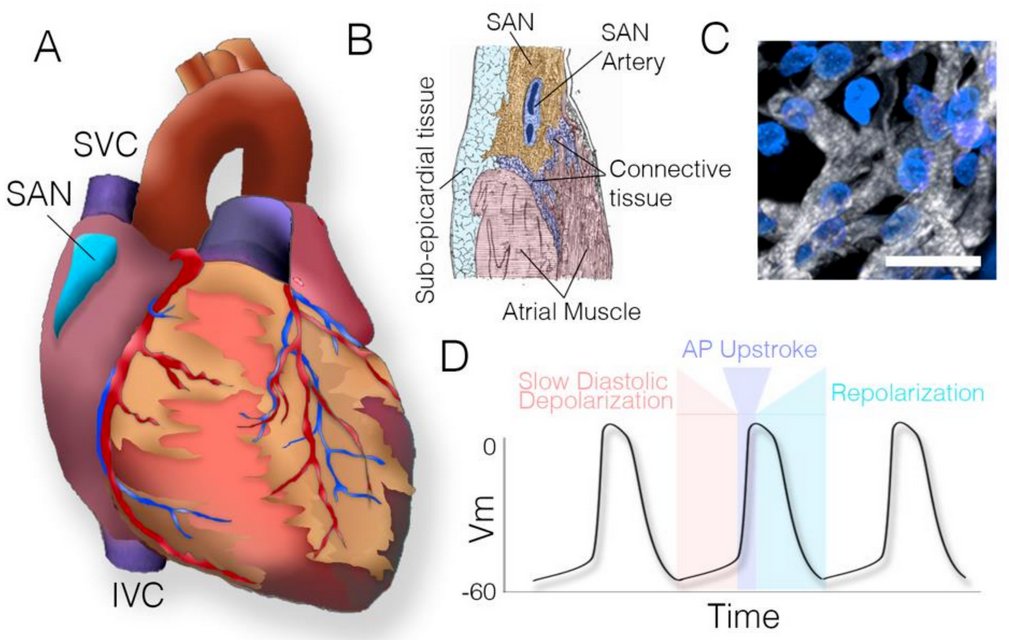 JCDD_MDPI's tweet photo. #mdpijcdd #SCIE JCDD is pleased to announce the publication of the 1st paper in our Special Issue on "Molecular Control of Development and Function of the #CardiacConductionSystem" by Dr. #MichaelBressan https://t.co/fnkJbohRZT https://t.co/vyL0OCMspD