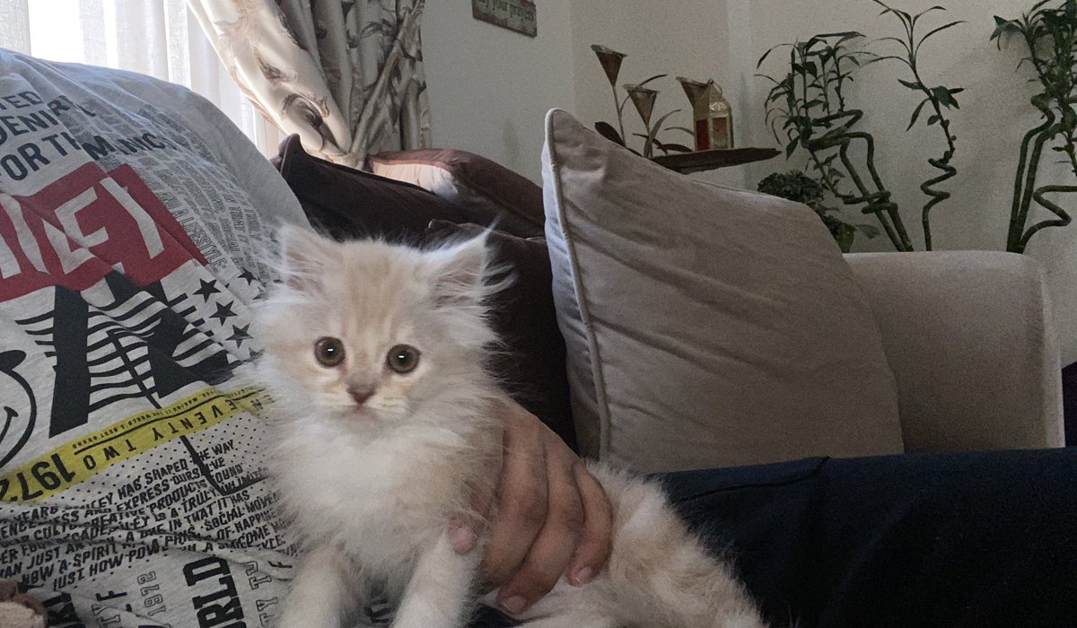 X Ae Z 017 Kazmi017 Twitter