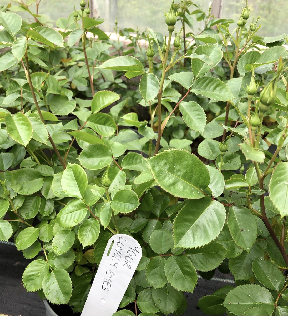 JonesTheRose's tweet photo. #FridayRoses A walk around our sales Beds and greenhouses the other day and we have some lovely early bloomers which are already strutting their stuff. Here are a few, starting with my current favourite, 'Your Lovely Eyes' #roses #rosegarden #flowers #loveroses #theroseexperts https://t.co/uAKTrY7te8