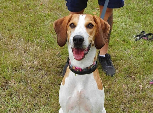 HattiRnli's tweet image. Poor Bella has been waiting 450 days - since February 2020 - for a home at @Millbrook_RSPCA @RSPCA_official . She had a really tough start and had four different homes by the time she was 7 months old. There must be someone in #surrey who can give her the loving home she needs 💙