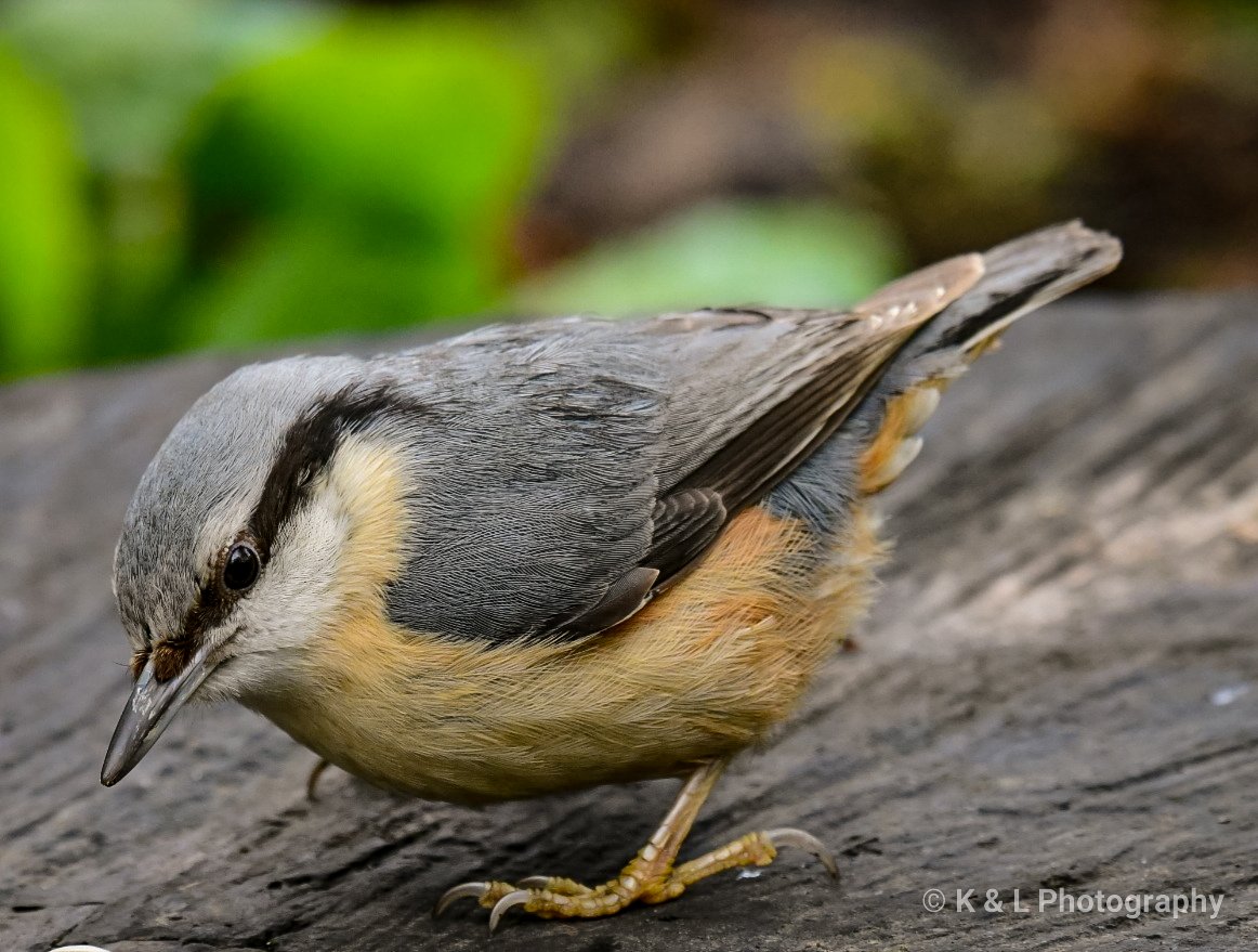 katherineLlewe2's tweet photo. A beautiful Nuthatch.
@Natures_Voice @RSPBbirders @_BTO @BTO_GBW #BBCWildlifePOTD @WildlifeMag @bbcwildlifemag @GardenBirdsGB https://t.co/dInBHBXA1y