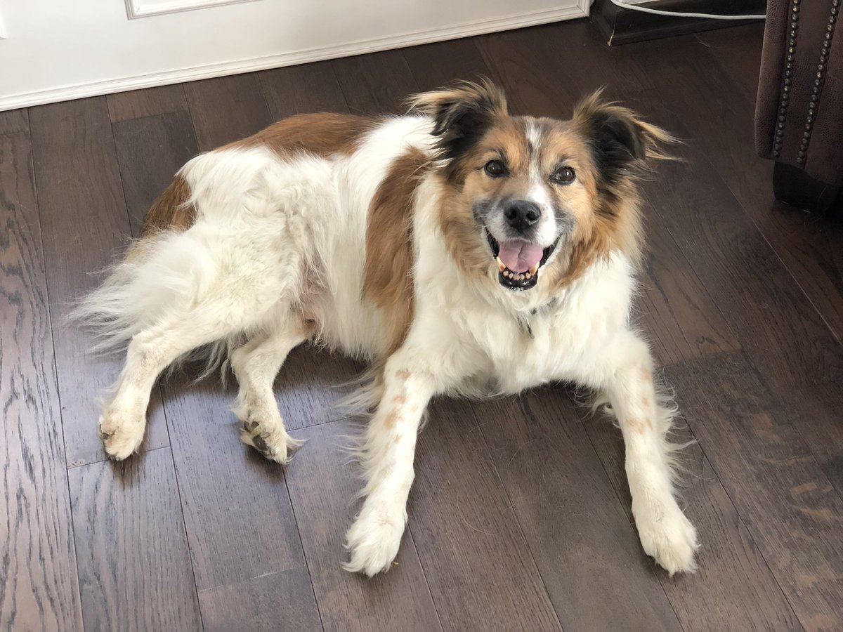 Elaventi's tweet photo. RIP mein kleiner Schatz 😘❤️😭 https://t.co/OTrO9NUh02