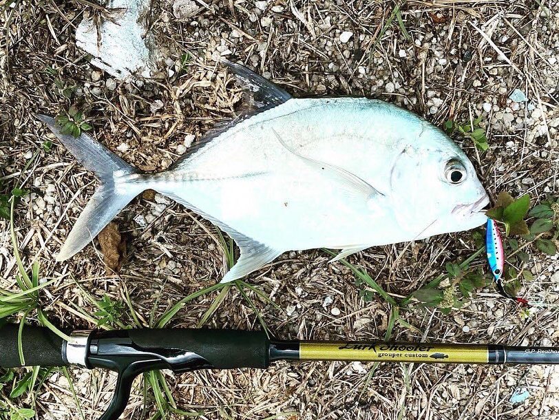 Super Light Shore Jigging with Miniature Dax in Singapore 🇸🇬
Rod: Lurk Shooter 711H+
Lure: Miniature Dax 10g Blue-pink color(MG-09)
#palmsfishing #trevally #trevallyfishing #gianttrevally #gtfishing #lightgamefishing #singaporefishing #fishingsingapore #sgfishing @palms_japan