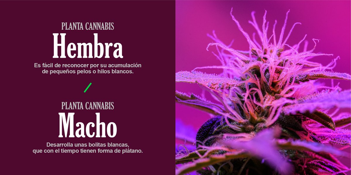 canadoc_grow's tweet photo. ¿Conocéis la diferencia entre plantas de cannabis hembras y machos? Son muy fáciles de reconocer.

El equipo de Canadoc te ayuda a que conozcas mejor el mundo del cultivo.

#canadoc #fumador #cbd #sativa #indica #hibridas #cannabis #growshop #fertilizantes #floracion #cultivo https://t.co/WHHueJtnJu