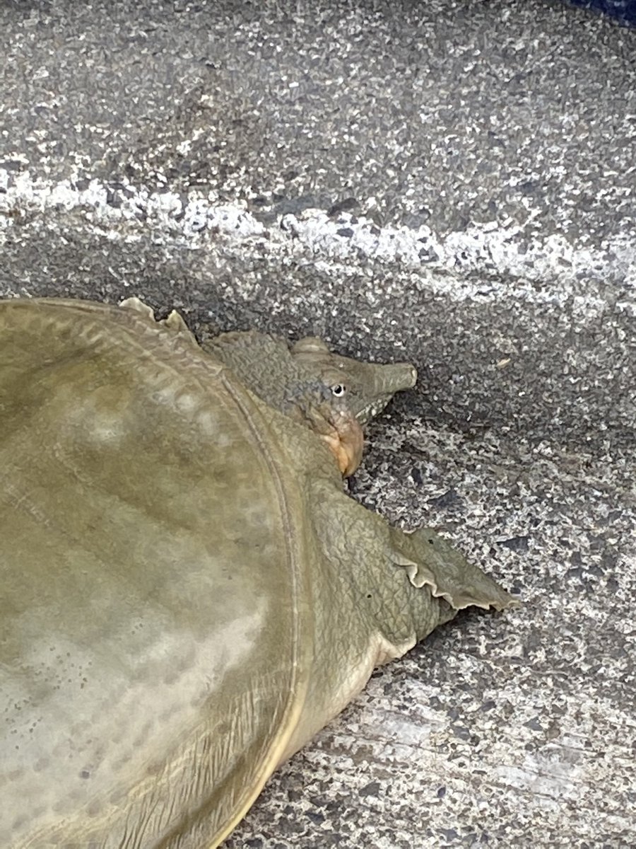 すっぽん ペット