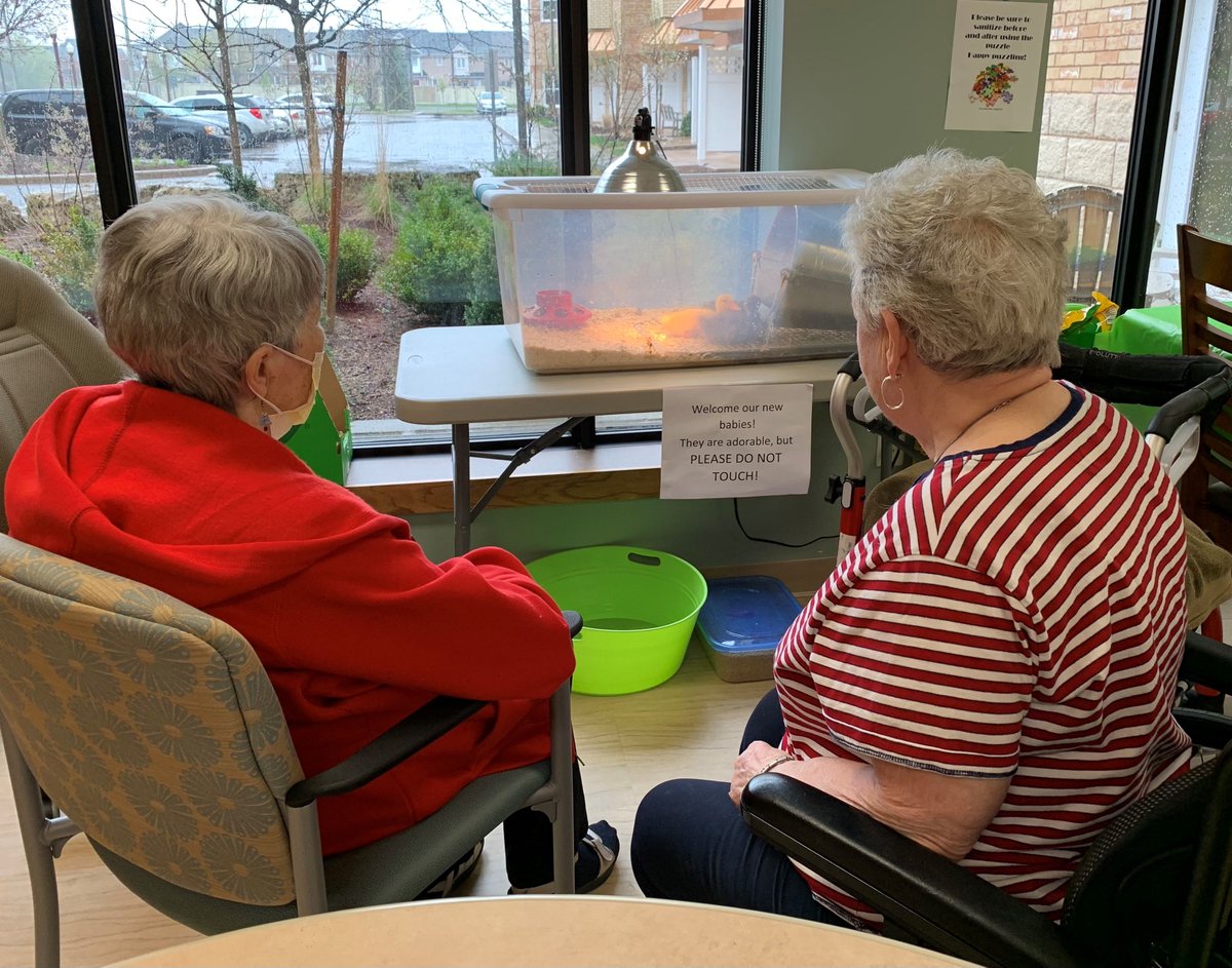 Taunton_Mills's tweet photo. The Village is fostering ducks for a few weeks. Here are some pictures of the residents on Williamburg Neighbourhood, enjoying the ducks while they have a little duck swim. #TauntonStrong #DuckSwim https://t.co/ttt9yHngHc