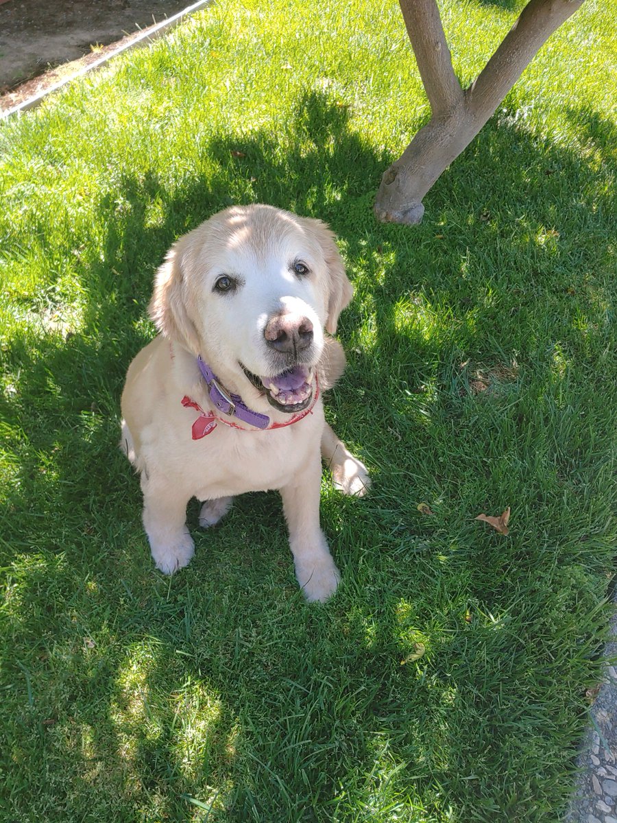 ski964's tweet photo. @RexChapman This is my 13 year old Golden, Hank. Now hard of hearing, but still the goodest boy. https://t.co/BbceW9U3UB
