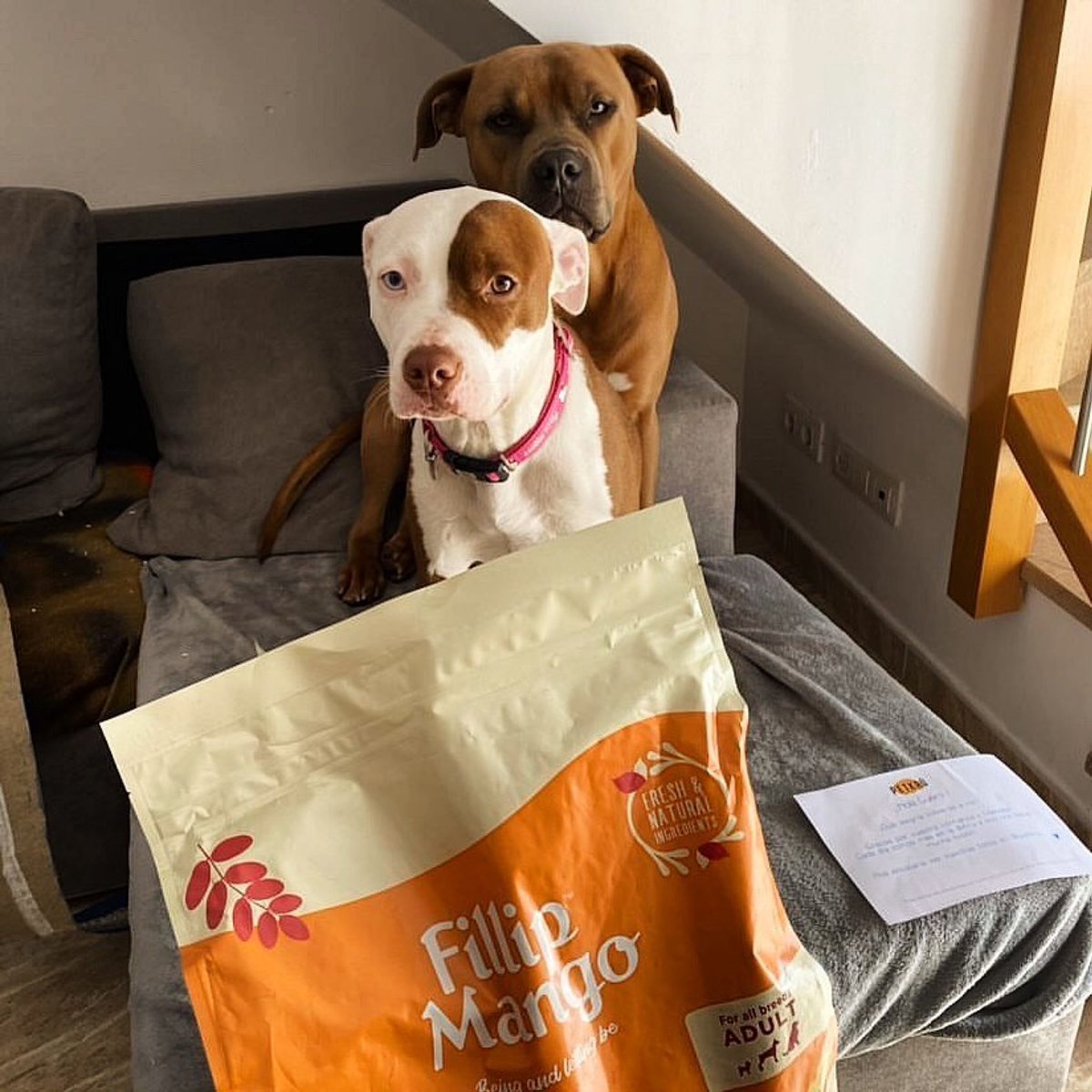 FillipMango's tweet photo. ¿Quieres ofrecerle a tus clientes productos más naturales🌿 que contribuyan con la alimentación balanceada de sus mascotas?

Hablemos y llenemos tus escaparates de marcas con propósito como #FillipMango🐶

 💌 hello@fillipmango.com 

#FelizViernesATodos #FelizFinde https://t.co/XZxxsG3kfM