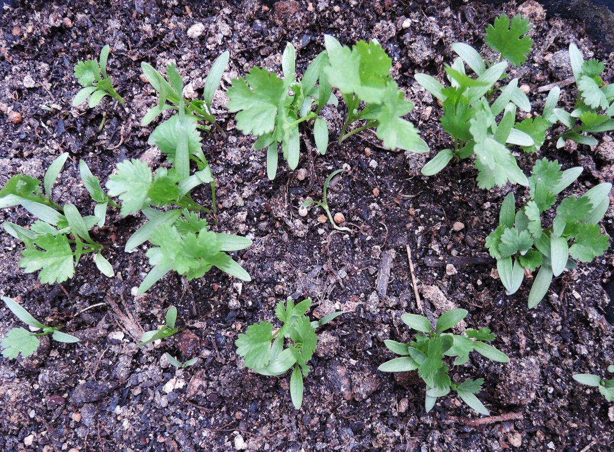 勇者パニス V Twitter 育てパクチー 今年はまだアブラムシの襲撃を受けていない 家庭菜園 ベランダ菜園 パクチー