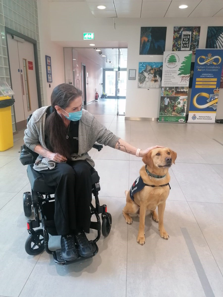 @CollarsF were one of the first to get cuddles and wellbeing from @wellbeing_dc @OscarKiloNine wellbeing dog Ben at @DurhamPolice HQ it was lovely to meet you and we hope you enjoyed meeting Ben #wellbeingdog #MentalHealthAwarenessWeek2021