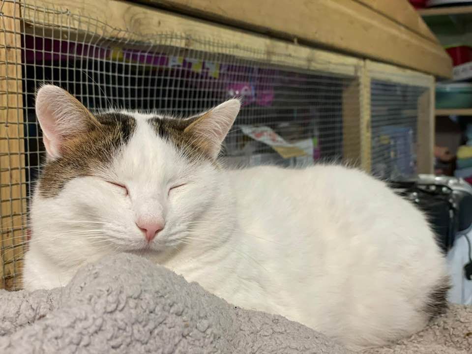 RomneyCats's tweet photo. Pet birthday or re-homing date coming up? Why not celebrate their special day & help the #RomneyHouse #cats at the same time by making a donation or asking friends and family to support our charity? https://t.co/pj5oSBxJqb https://t.co/u90a0jjb5S