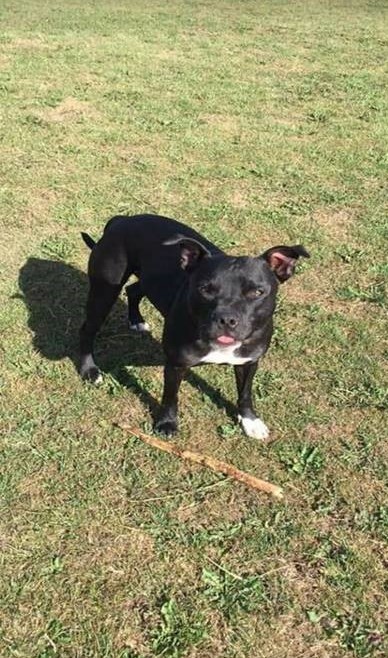 We’re appealing for help to trace Bruce, a six-year-old Staffordshire bull terrier, who was stolen from an address in Coombe Lane, Shepton Mallet overnight on 5-6 May.  

More: ow.ly/W4ai50EMzGJ

If you can help, call 101 quoting reference 5221100065.