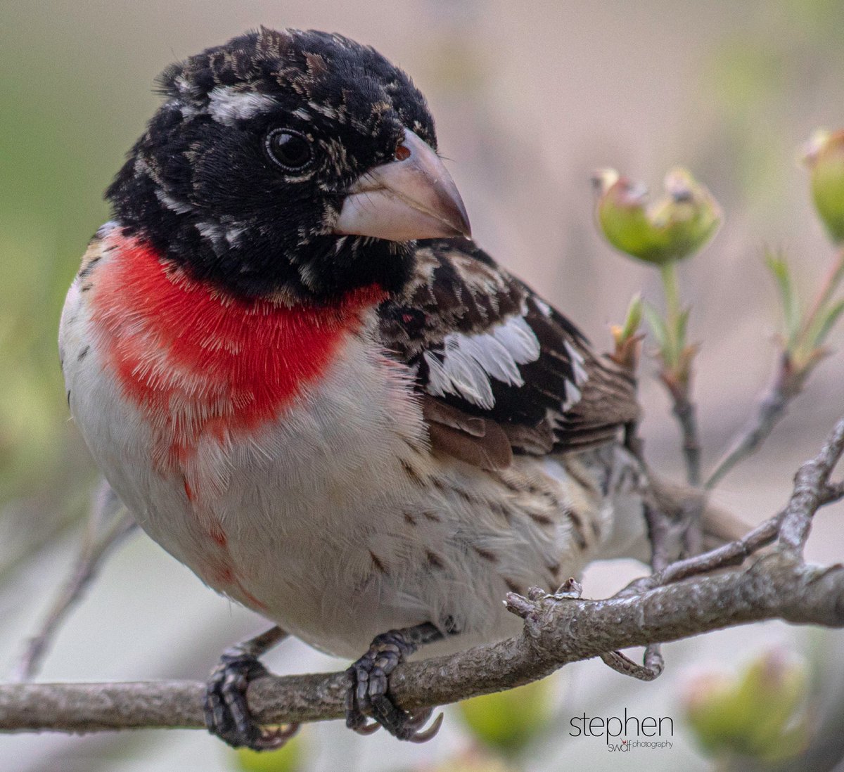 Still Just As Sweet 🌹

#wildlife #wildlifephotography #nature #naturephotography #inspiredbynature #prettybird #birdlovers #birdphotography #birding #birdingohio #grosbeak #rosebreastedgrosbeak #CLEinPhotos #teamCanon #canonbirds #fbf #swdfphotography