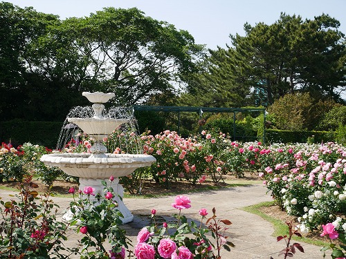 麻生のりこ 先週末 になるのかな バラの花を観に浜名湖ガーデンパークとはままつフラワーパークへ どちらも見頃でした ଘ ੭ ˊᵕˋ ੭ フラワーパークは蕾も多かったので まだ大丈夫だと思う 明日の浜松市西区の天気予報は晴れ 感染症対策をした 麻生のりこ 先週末 になるのかな バラの花を観に浜名湖ガーデンパークとはままつフラワーパークへ どちらも見頃でした ଘ ੭ ˊᵕˋ ੭ フラワーパークは蕾も多かったので まだ大丈夫だと思う 明日の浜松市西区の天気予報は晴れ 感染症対策をした