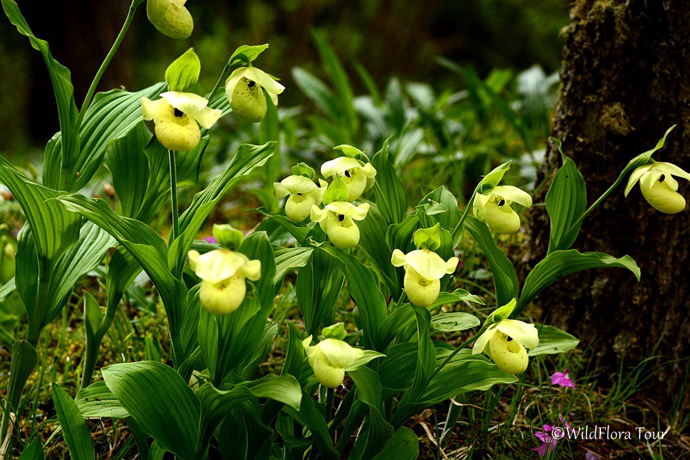Cypripedium flavum, a large group found in the north of Sichuan, China. Just gorgeous!