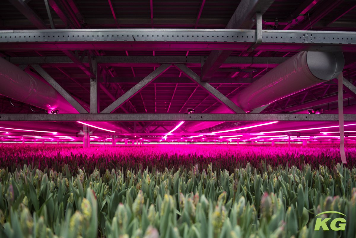 How do you grow sustainable and innovative? Applying a Multilayer Systems ensures that the total greenhouse volume can be used optimally. Check out our blog post about Multilayer Systems on our website kgsystems.nl and find out all about it. #GrowWithUs