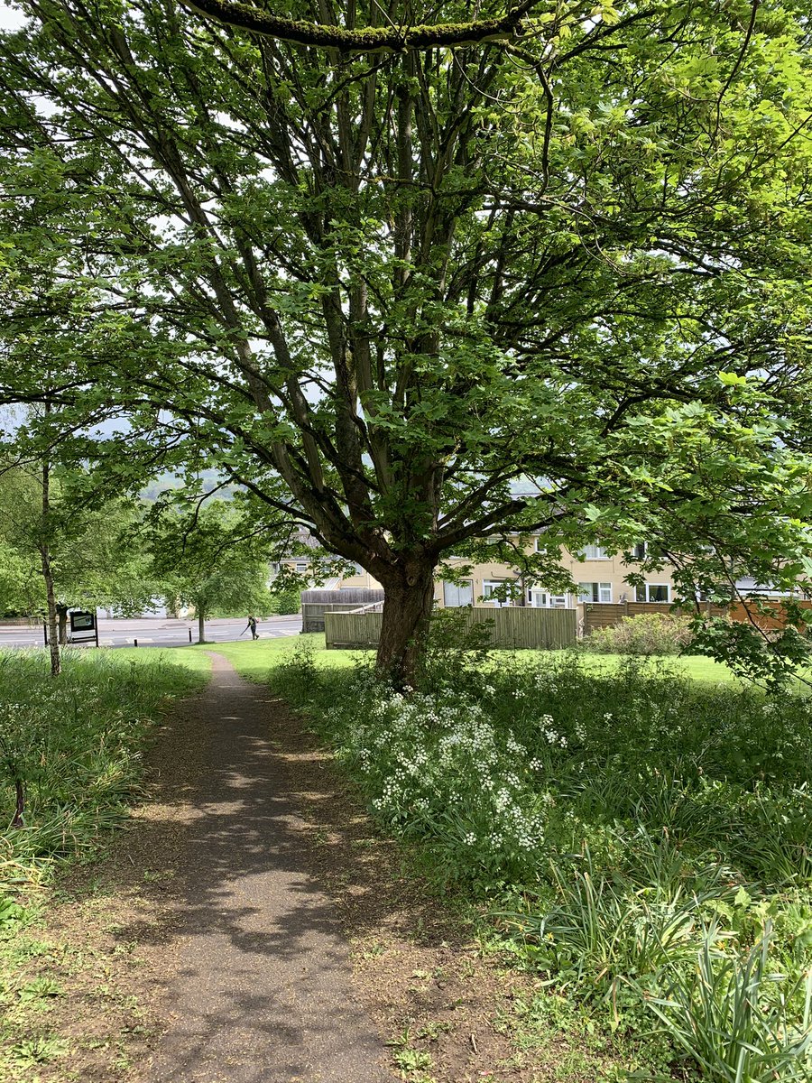 RubyHazael's tweet image. Feeling thankful that @bathnes has left the wild flowers on Marshfield Way 👍👍👍👏👏👏. Can we leave more wild patches around town please?