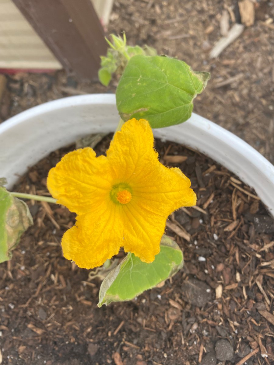 TopSpray's tweet image. It brightens our day to see our squash plant in bloom! We planted it in our NutriLoam soil blend and topped it with a layer of Montane Garden Mulch to help retain moisture. 
#topspray #gardening