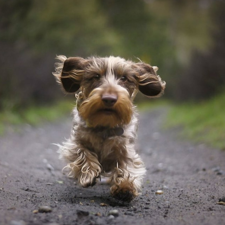Dachs_United's tweet photo. Running towards the weekend like 🏃🥳 https://t.co/GuV8IfqOm1 #DachshundsUnited #DACHSHUND 

#Photography #Dachshunds #Nature #Dog #WirehairedDachshund https://t.co/oAMO4acHcB
