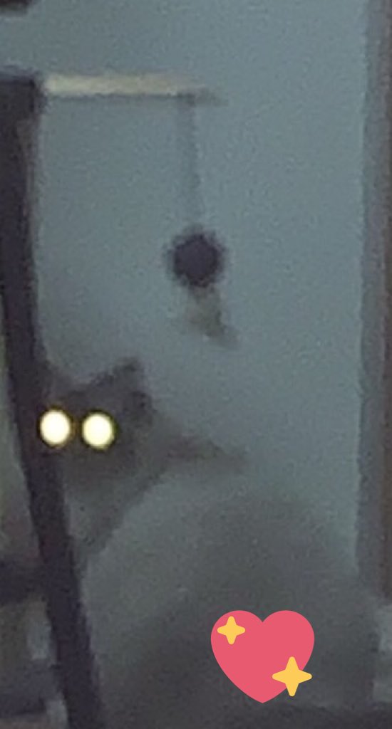 SWHSBALLZ's tweet image. You guys we have our first set of balls sent through dm! Sports balls are in a drought so we have a cat ball from a Southwest student. How cute🥰🥰🥰