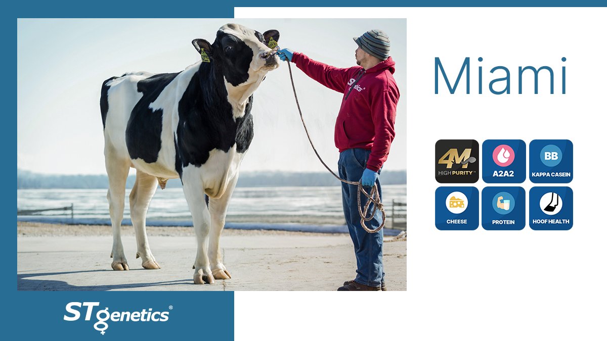 MIAMI from #STgenetics, a Nightcap x Dynamo x Rubicon. MIAMI is +69 Fat +.08% +54 Prot +.06% +748 CM$, +5.3 PL +1.8 LIV, #A2A2 &amp; BB, +109 HH, +2882 GTPI +711 NM$, +2.09 UDC +2.71 RUH +2.97 RUW, available in #4M™ and in #4MHighPurity™. Read more at: mla.bs/1d7d630a