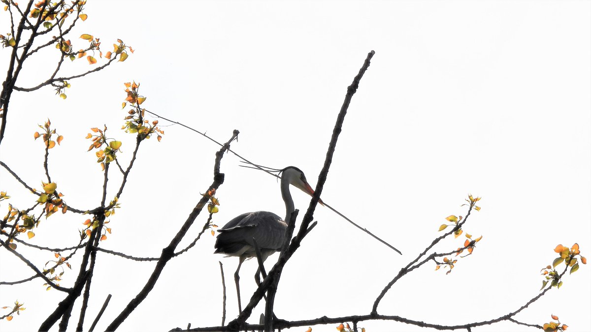 inja5248's tweet photo. onderweg door de #Breul #MiddenLimburg gefietst 
#blauwe_reiger nesten zijn matig bezet
deze reiger had een tak voor zijn nest te verstevigen maar wat een sul...kreeg die tak maar niet op de goede plek...eigenlijk hilarisch om te zien gebeuren 
@vogelnieuws https://t.co/Iq1Dpwuz5I