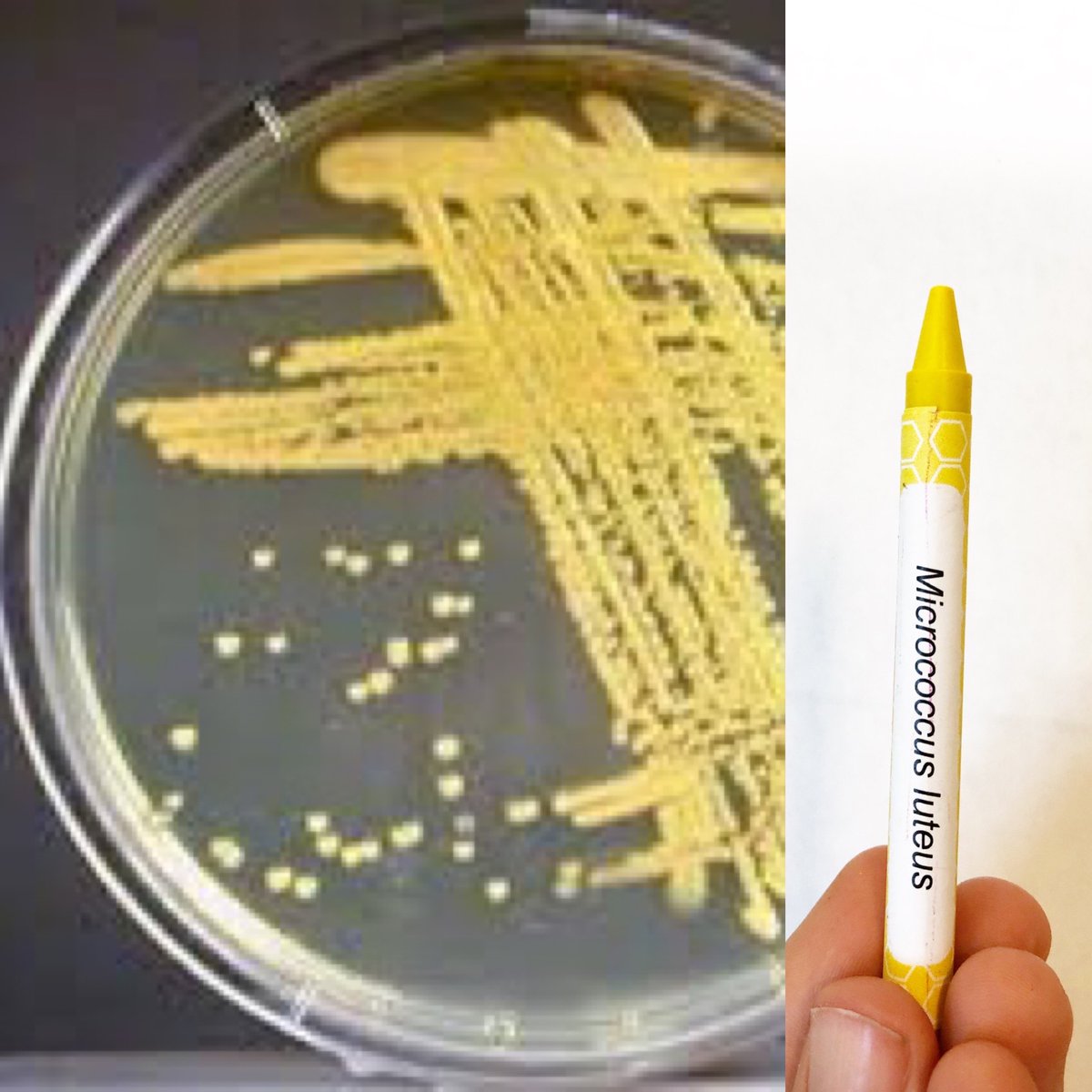 AnneAMadden's tweet photo. Some of the microbe crayon highlights (with v.1. labels). All crayons represent the color produced by the actual microbe. 
Micrococcus luteus - a bacterium that makes up part of our skin microbiome.
#MicrobeCrayons #Sciart https://t.co/3kyWLDY00H