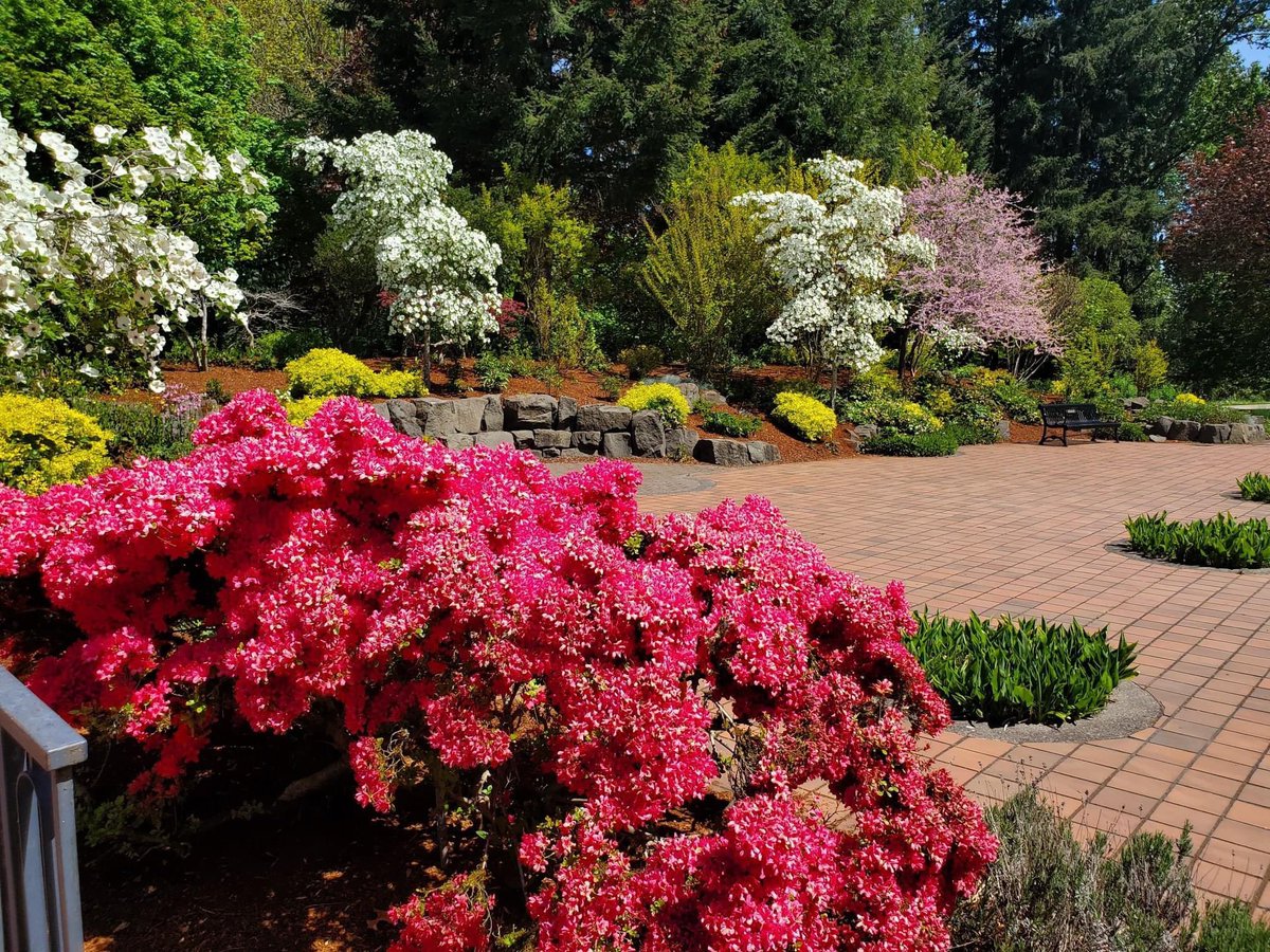 EugRec's tweet photo. ✨✨Fun Fact Friday:✨✨
April showers DO, in fact, bring May flowers!
🌸🌺🌷💐
How will you enjoy the beautiful outdoors this weekend?
(📸PC City of Eugene Campbell Community Center)
#FunFactFriday #EugeneOregon #Spring #EUGRec #Adventure #Community #Happiness https://t.co/EnBix6N8m8
