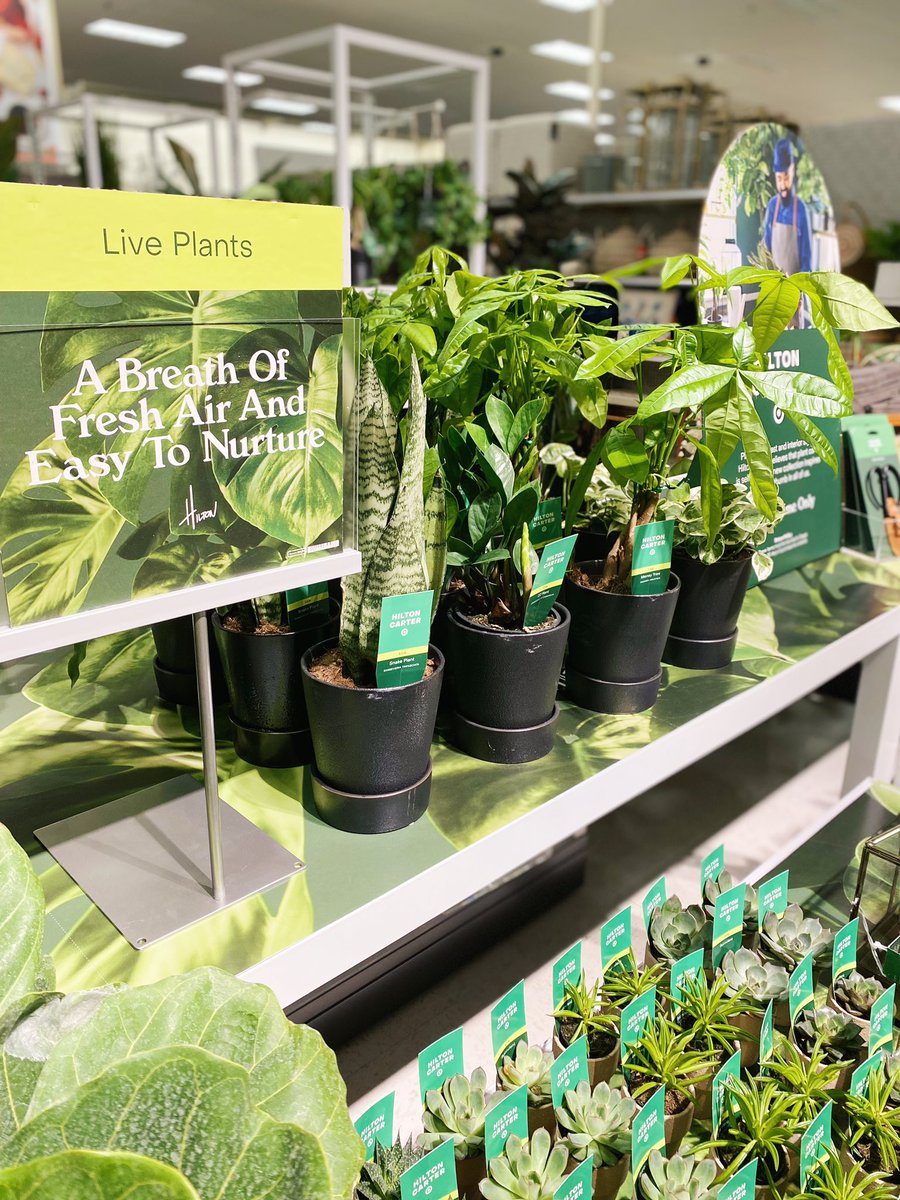 Looking like a jungle and I am here for it 🌿 I have never been so excited for a set like this before! #HiltonCarterxTarget #T1063