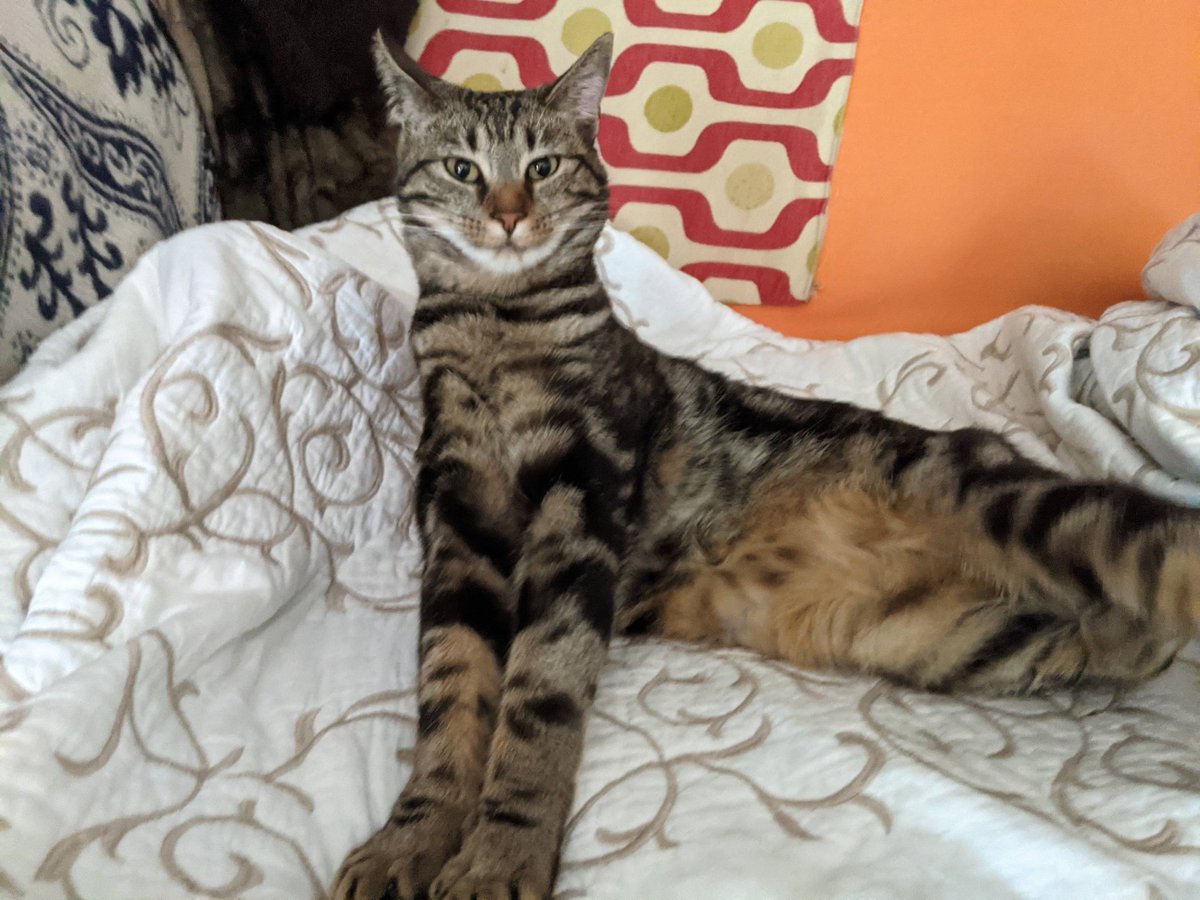 AbbyAraCUA's tweet photo. To me, this picture is desperate to become a meme π
Caption suggestions welcome!
Especially suggestions related to: #psychology #science #research #ResearchMethods #PhDLife #dissertation #gradschool #mentalhealth #adhd
#CatsofSPSM
#CatsofAcademia https://t.co/gxbuftXJ9D