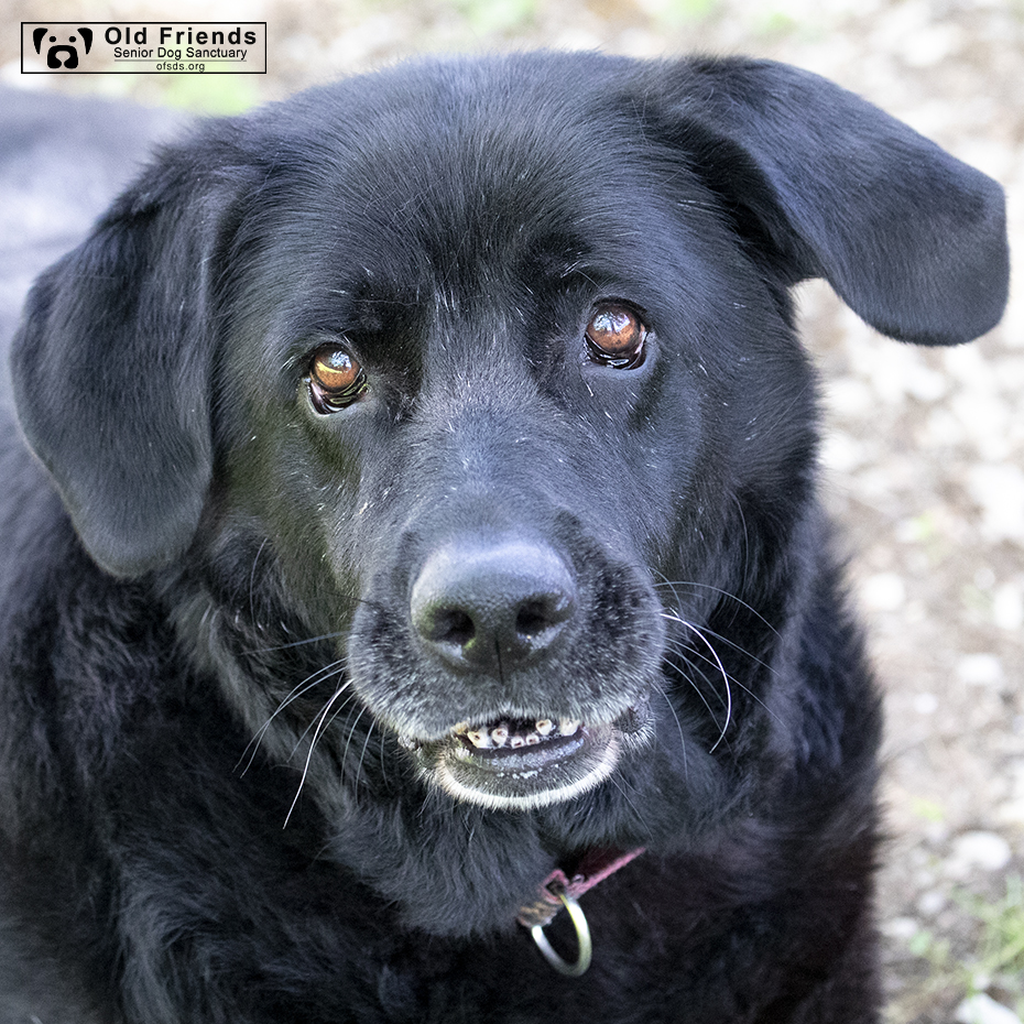 oldfriendssds's tweet photo. Big Ben is one of our largest dogs at the Sanctuary! 106 pounds of pure love! Since arriving at Old Friends, he underwent surgery to remove a large growth on his knee. He spent time in a cone but he is now free to play and romp!
#OFSDS #OFSDSBigBen #SeniorDogs #OFSDSGoodMorning https://t.co/xwG7kQKMwC