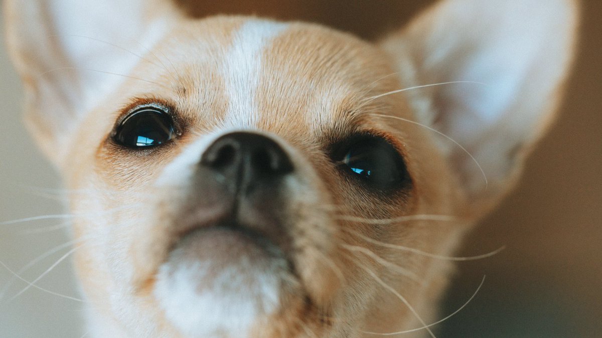 Did you know that Chihuahuas are the world’s smallest dog breed? Happy International #ChihuahuaAppreciationDay! ⁣
...⁣
Saviez-vous que les chihuahuas sont la plus petite race de chiens au monde? Bonne Journée internationale de reconnaissance des chihuahuas!⁣