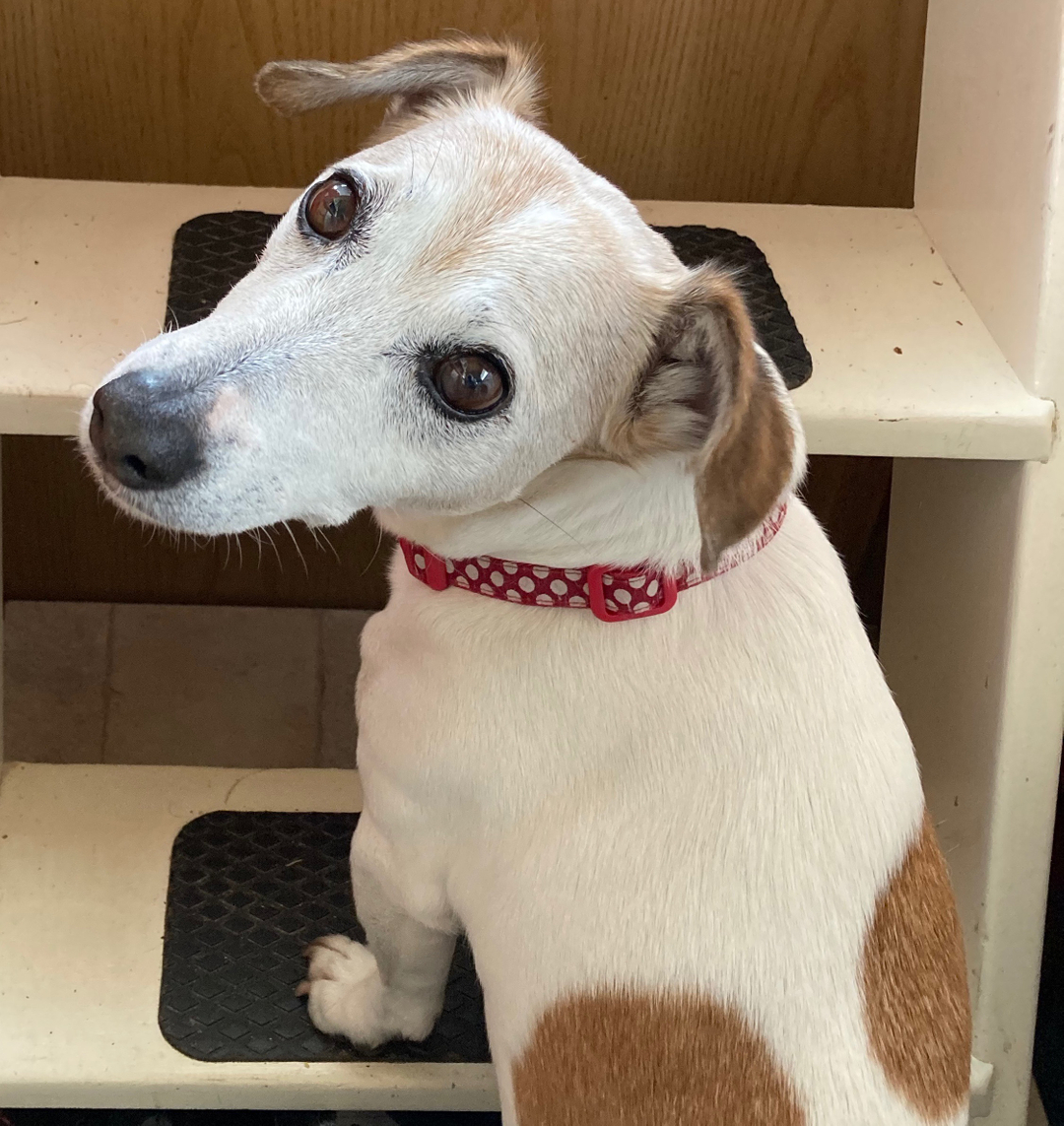 ChicoChugg's tweet photo. Come on Jan let's go for a walk!! https://t.co/TCxz5Ghmnf. #dogs #jackrussellterrier #kidsbooks #kidstv #families #storiesaboutdogs#storiesaboutdogsandpeople #softtoydogs #dogthemedgifts#christmaskidsgifts #dogsandtheirfamilies #funstoriesforkids #jackrussells#song... https://t.co/GGY3QdcSBF