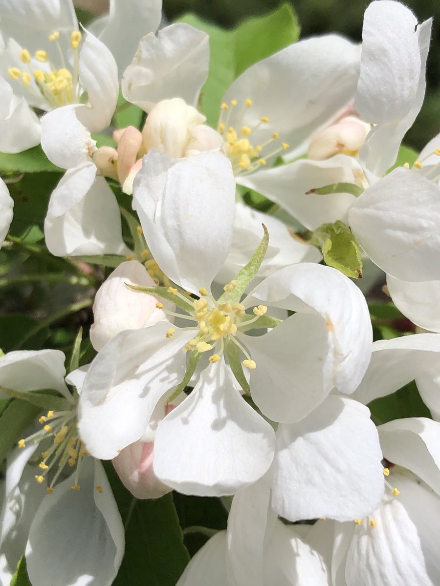 Have a lovely afternoon and evening everyone. 🦋

#flowers #floweringtrees #HappyFriday #gardening #photography #flowerphotography #afternoon #evening #FlowersOnFriday