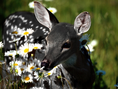 lavieestbelIe's tweet photo. Melanistic whitetail deer https://t.co/CQ3woAvHUm