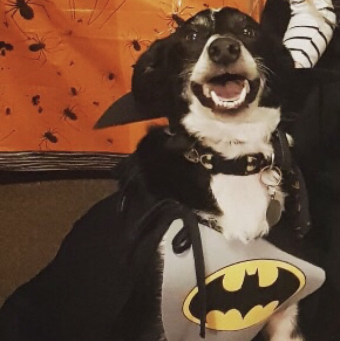 omarcomin_'s tweet photo. after a month being incredibly ill and fighting to see me turn 18 my dog, Colin is being put to rest in a few hours. I love him more than anything. Always will. He saved me and my family and got me through the hardest times of my life. I’ll miss you. You’re best dog ever. ❤️ https://t.co/9zmHzLuPe7