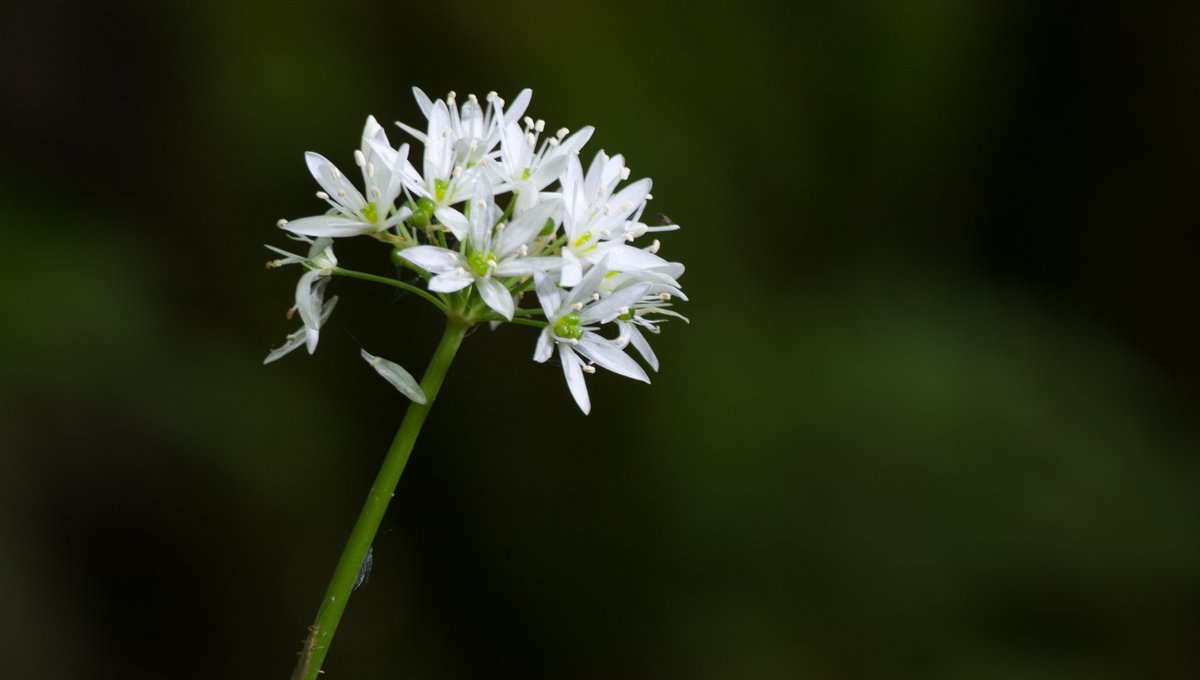 westcoastseeds's tweet photo. Chives are chock-full of vitamins A &amp; C and are a staple to the French fine herbs. Learn how to grow Chives here: 
https://t.co/QbUJC7x8Wo

#WestCoastSeeds #chivetalking #chivegarden #chives https://t.co/cPMUqUSVll