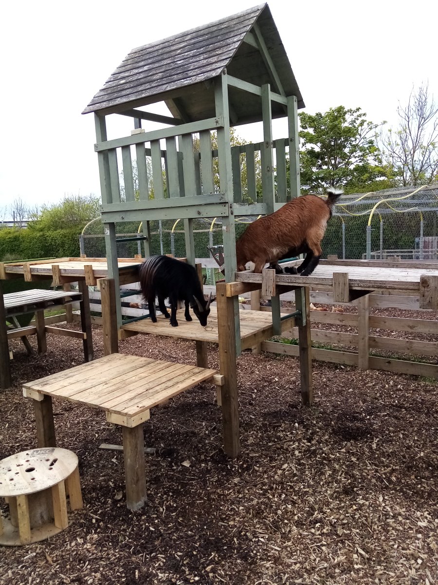 EducationReal's tweet photo. Goat Mountain is complete. Goats love to climb and be high, so we think we'll have some very happy goats from now on.
#PygmyGoats
#Upcycled
#AnimalCare
#LandBasedStudies https://t.co/Dzm0l7QEdx