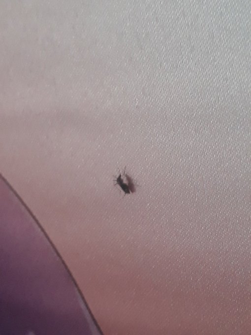 Mosquito biting Kaichou's butt🍑 