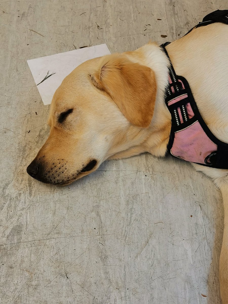 RoyalPark_Year4's tweet photo. @Skye31224930 joined us again this afternoon for our wellbeing lesson, she really enjoyed learning about the #hiddenchimp but needed a little nap as we had worn her out in our outside area. @RP_Primary @TheDogMentorUK https://t.co/wnJAKiS11Y
