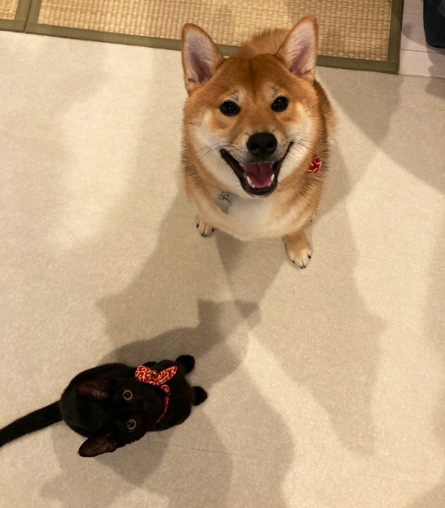 ゆずレモン 柴犬とトイガー 遊び中は仲良し 無関心になるだけ 柴犬 トイガー 犬 猫 イッヌ ネッコ いっぬ ねっこ T Co Gf0a5qapyd Twitter