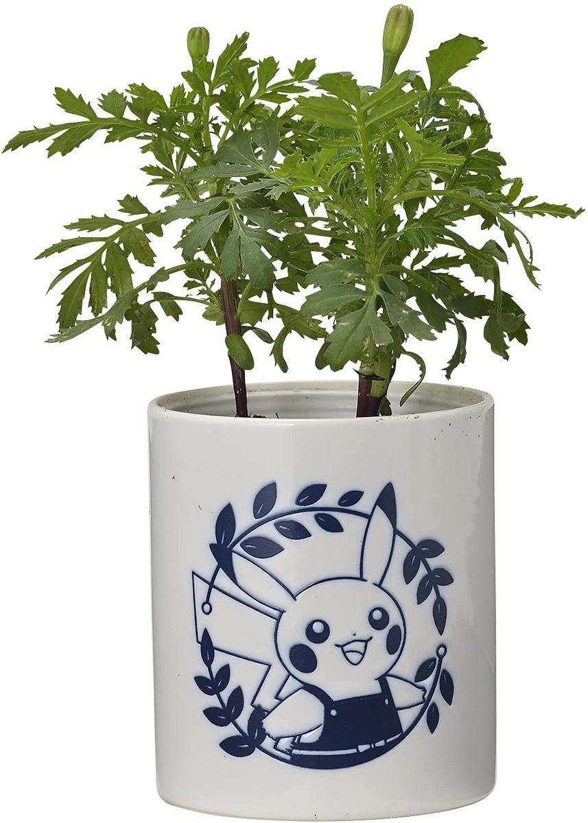 ポケモン最新グッズ情報 Amazonで予約開始 ポケモンセンターオリジナル 栽培セット Pokemon Grassy Gardening 黄色のマリーゴールド T Co O8svpknhdv