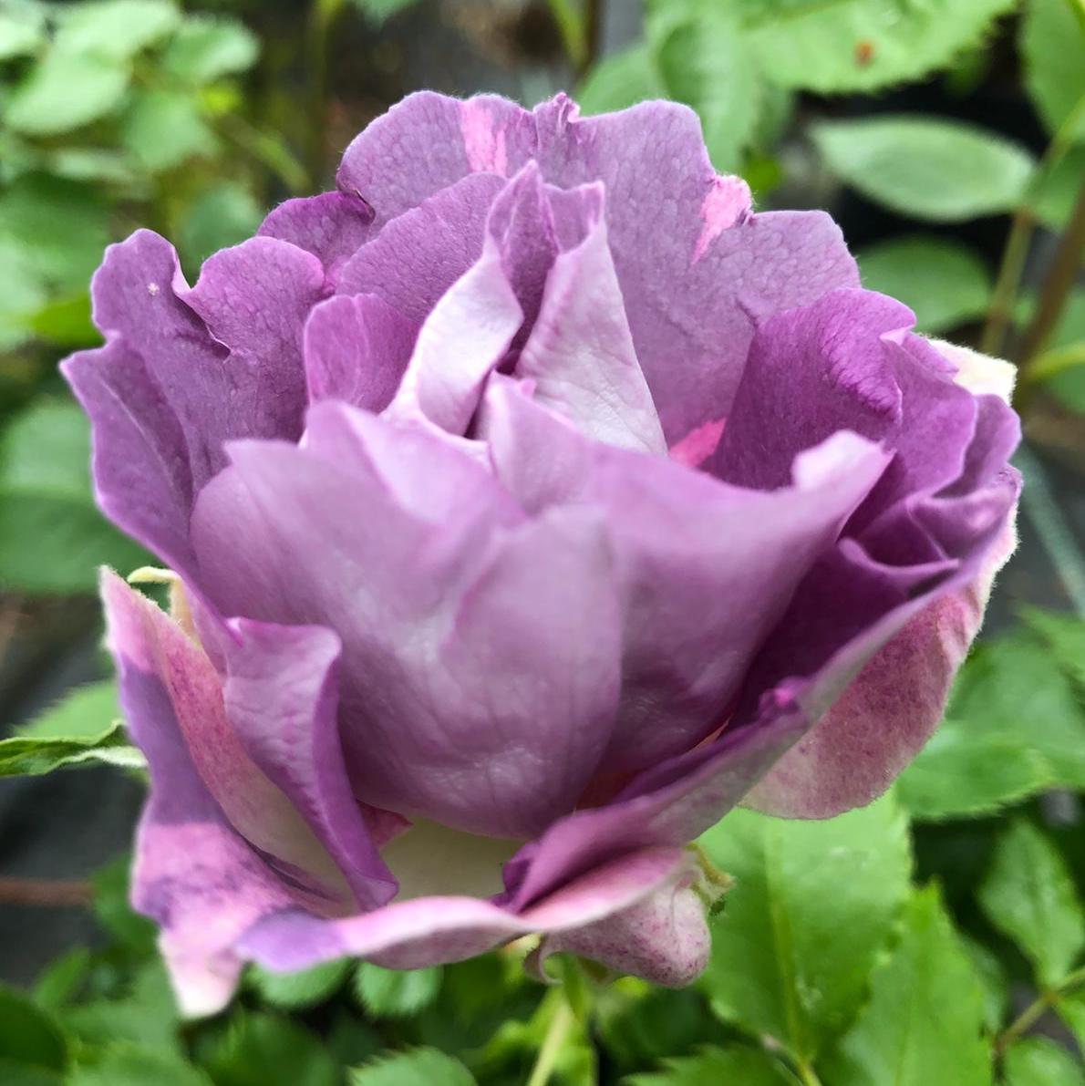 JonesTheRose's tweet photo. #FridayRoses A few more of our early bloomers taken on the 12th May: Blue for you, Harlow Carr and Golden Celebration. The greenhouse is becoming very aromatic! ๐น๐ต๏ธ๐น๐๐#roses #rosegarden #rosenursery #loveroses #britishroses #pottedroses #growingroses https://t.co/ZicfdLKycN