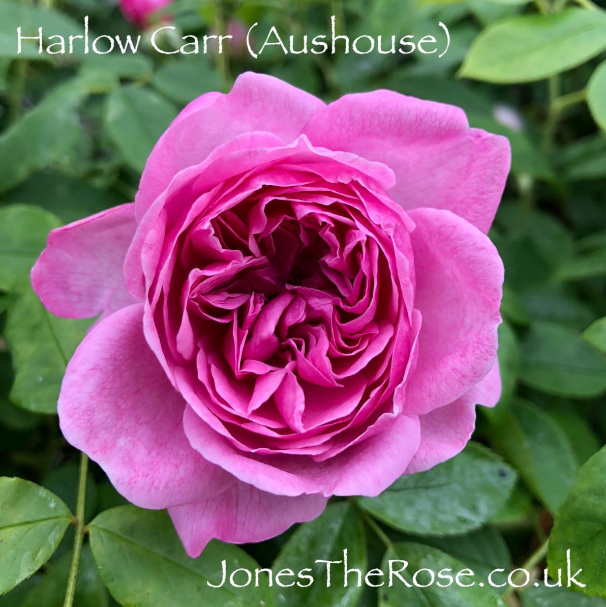 JonesTheRose's tweet photo. #FridayRoses A few more of our early bloomers taken on the 12th May: Blue for you, Harlow Carr and Golden Celebration. The greenhouse is becoming very aromatic! ๐น๐ต๏ธ๐น๐๐#roses #rosegarden #rosenursery #loveroses #britishroses #pottedroses #growingroses https://t.co/ZicfdLKycN