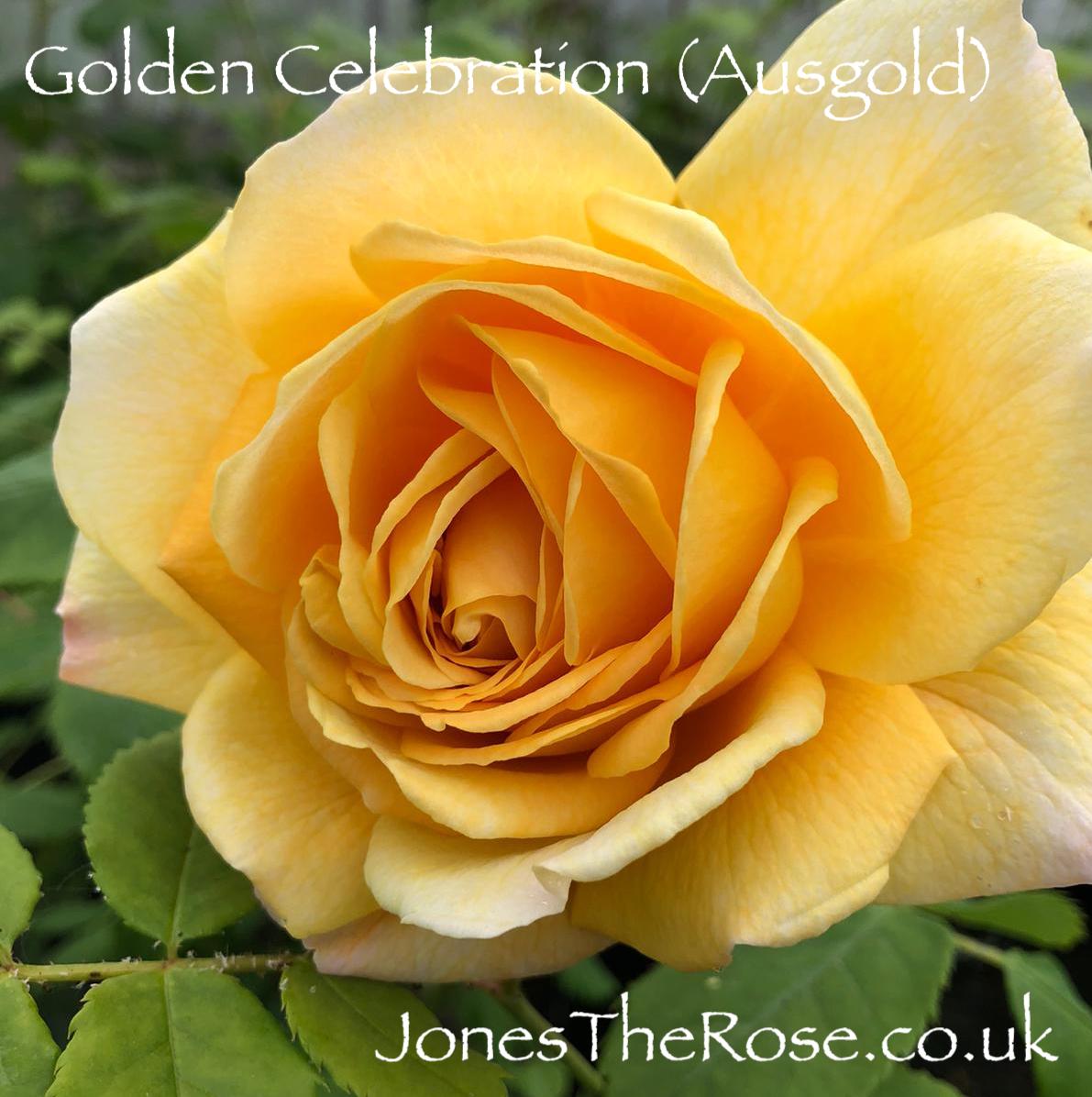 JonesTheRose's tweet photo. #FridayRoses A few more of our early bloomers taken on the 12th May: Blue for you, Harlow Carr and Golden Celebration. The greenhouse is becoming very aromatic! ๐น๐ต๏ธ๐น๐๐#roses #rosegarden #rosenursery #loveroses #britishroses #pottedroses #growingroses https://t.co/ZicfdLKycN