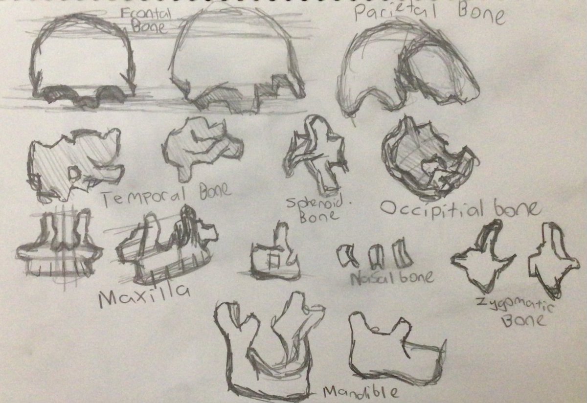 ArtMeExpress's tweet photo. Human Skull Study

#humanskull #skullstudy #skull #artstudies #art #drawing #artist #artstudy #sketch #studies #sketches #sketching #sketchbook #contemporaryart #drawings #artwork #studyart https://t.co/WvBBCakJpG