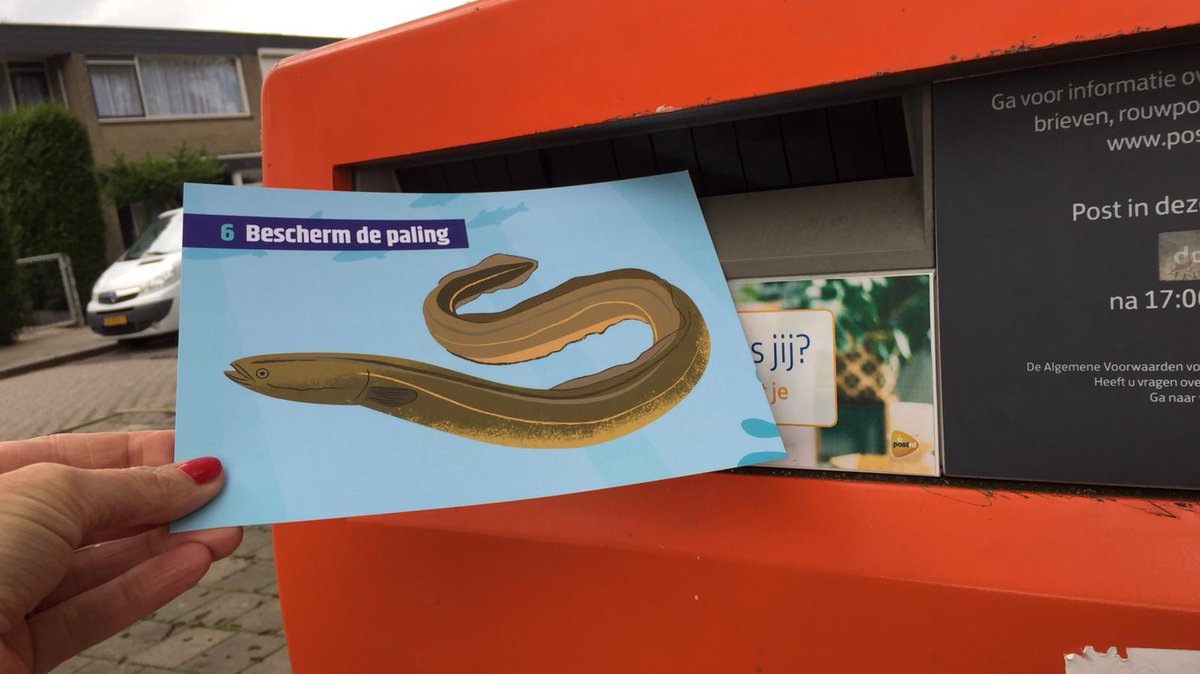 Dierbescherming's tweet image. Bescherm de #paling!

Palingen worden ernstig bedreigd. De wildstand is nog nooit zo laag geweest, maar er verandert niets. 

We blijven maar doorgaan met het vangen van miljoenen jonge palingen voor kwekerijen bit.ly/3e81cgT. Dus: kaart naar politiek.

#VrijdagVissendag
