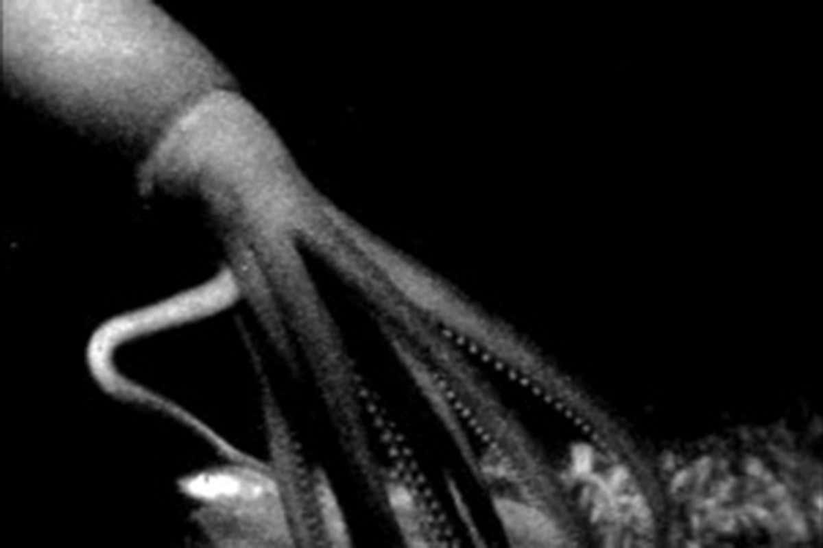 newscientist's tweet photo. Rare video of giant squid reveals it stalks jellyfish in deep water https://t.co/fuBp4NBnGx https://t.co/patxmFZdf3