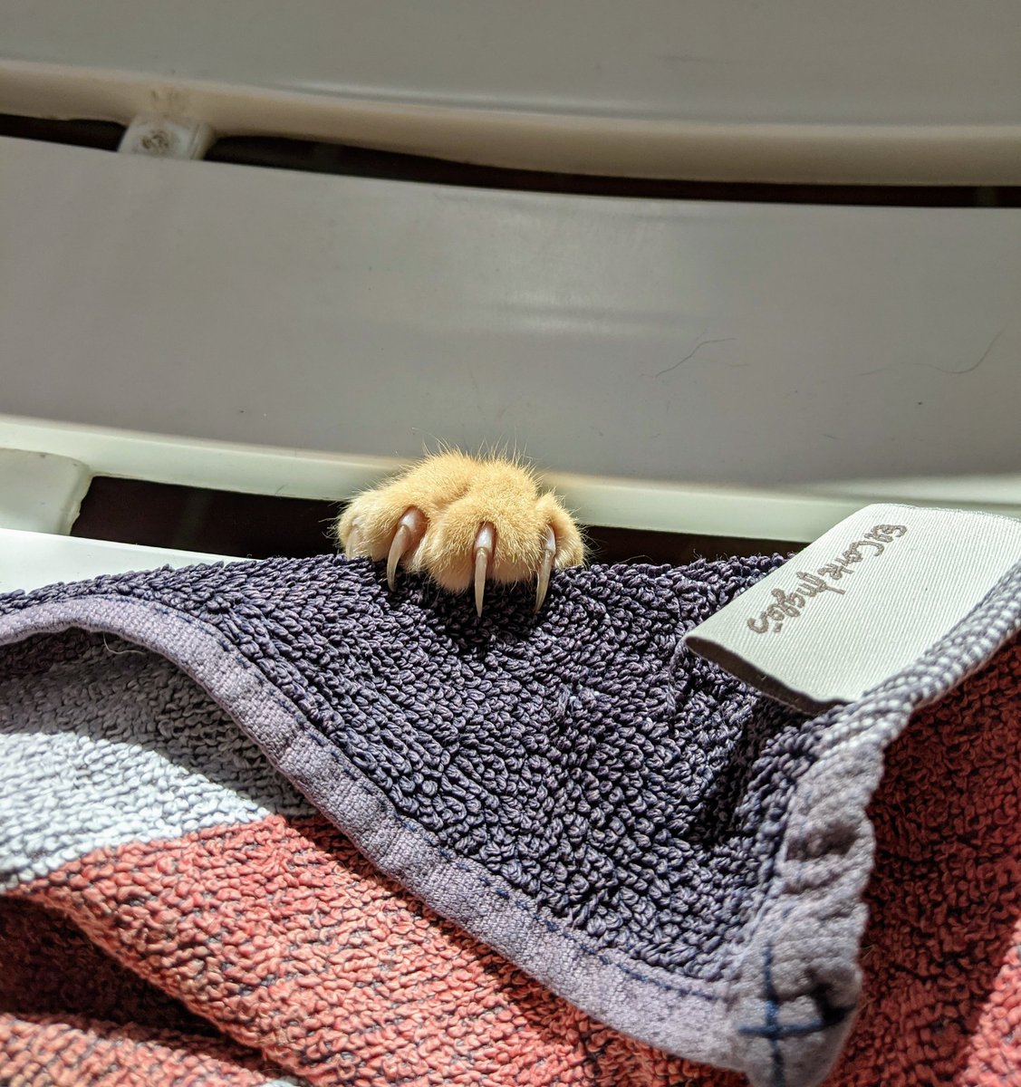 croppergib's tweet photo. Pretty terrifying week of sunbathing 🥵 https://t.co/IXXJwKc3TN